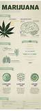 Marijuana Effects Body Pictures